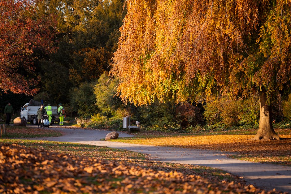 A park scene with tall, slender trees that have dark trunks and green to yellow leaves, indicating an autumn setting. The sunlight filters through the foliage, casting long shadows across the grassy g
